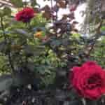 viber_image_2021-05-05_16-12-45