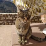 309162840_637992871140153_605294369513087249_n